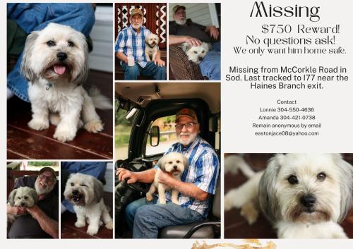 Lost Male Dog last seen I77 interstate, Kanawha County, WV 25320