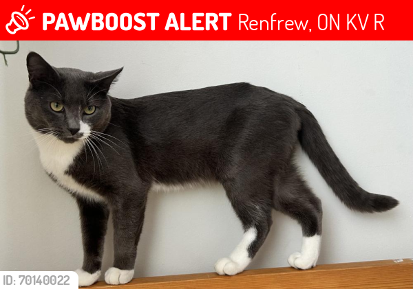 Lost Male Cat last seen By RBC 1st ave , Vancouver, BC V5M 1B2