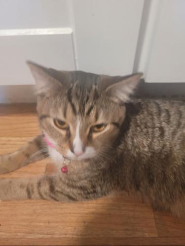 Lost Female Cat last seen Erdman ave and Lyndale , Baltimore, MD 21213