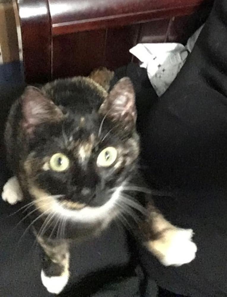 Shelter Stray Female Cat last seen McLean, VA, 22101, Old Dominion Drive, Fairfax County, VA, Fairfax, VA 22032