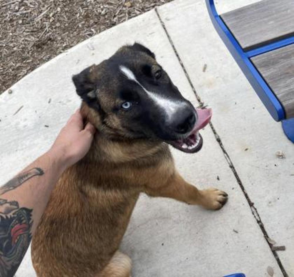 Shelter Stray Male Dog last seen San Antonio, TX 78202, San Antonio, TX 78229