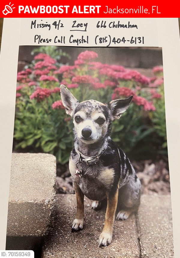 Lost Female Dog last seen Williamstown Subdivision, Jacksonville, FL 32256