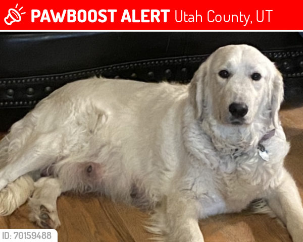 Lost Female Dog last seen Near south 7500 west , Utah County, UT 84013