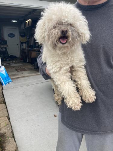 Found/Stray Male Dog last seen Off Green Oaks and New York Ave. , Arlington, TX 76014