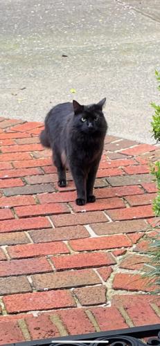 Lost Male Cat last seen Argonne Drive NW, Atlanta, GA 30305