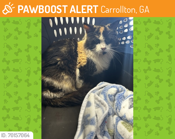 Shelter Stray Female Cat last seen Whitesburg, GA 30185, Carrollton, GA 30117