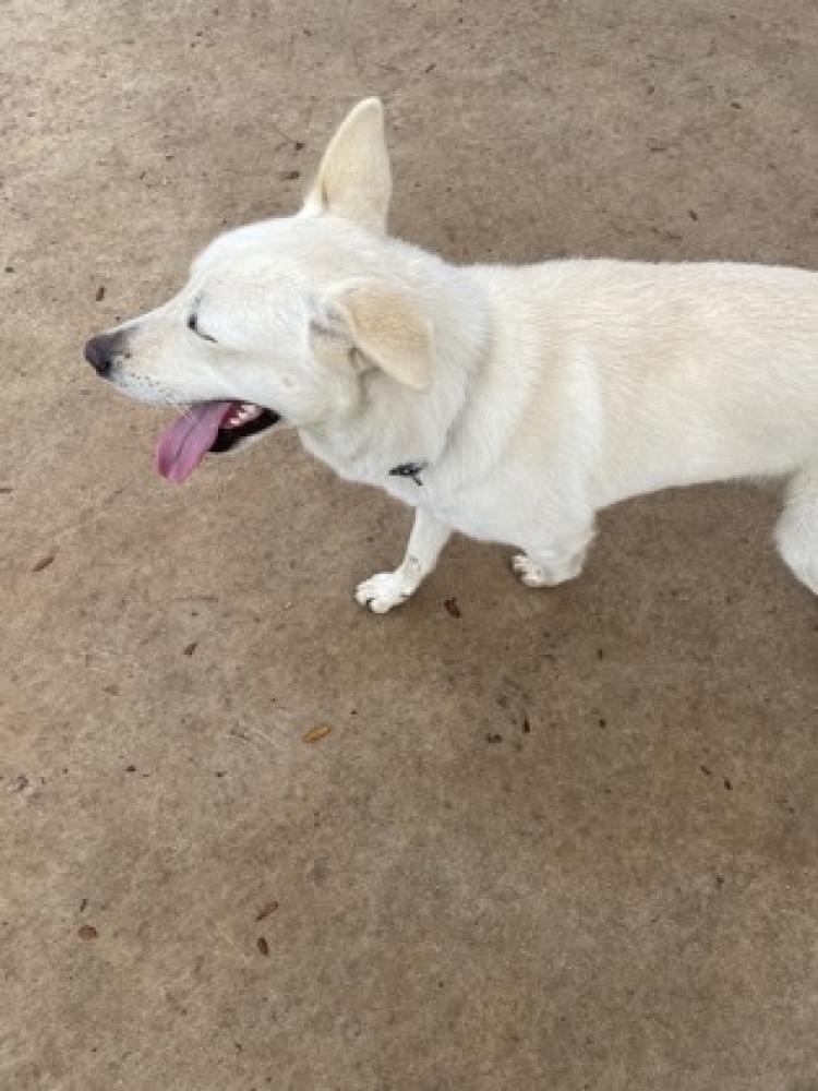 Shelter Stray Male Dog last seen Valley Trails and Bowen Dr, SAT 78250, San Antonio, TX, San Antonio, TX 78229