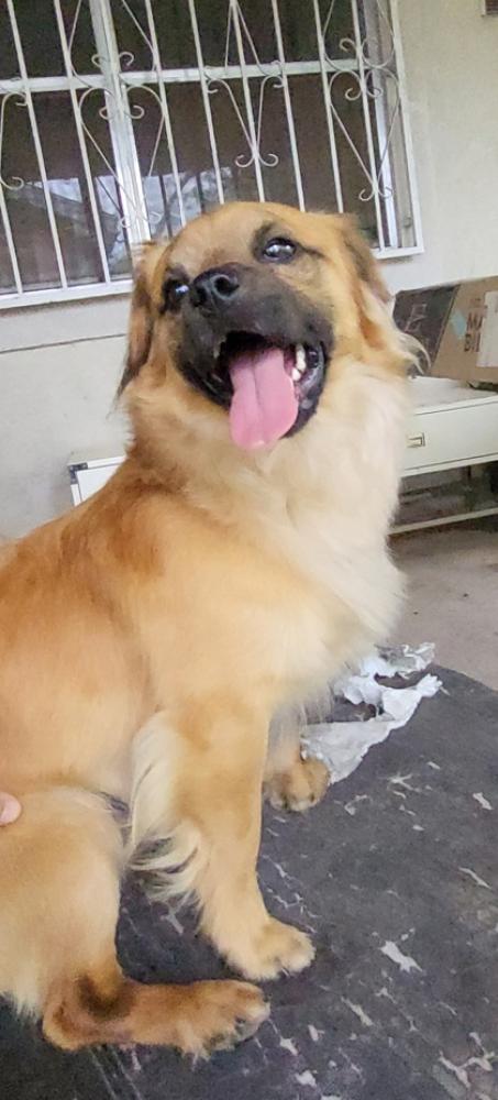 Shelter Stray Male Dog last seen San Antonio, TX 78228, San Antonio, TX 78229