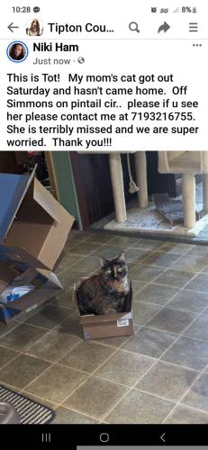 Lost Female Cat last seen Pintail and Simmons , Drummonds, TN 38023