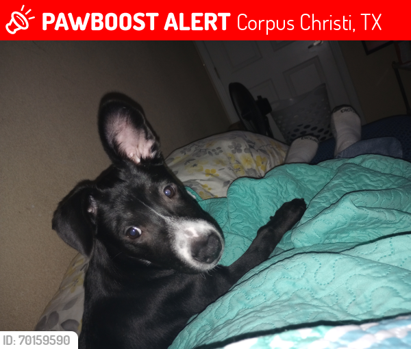 Lost Female Dog last seen Corban s corpus Christi Tx, Corpus Christi, TX 78415