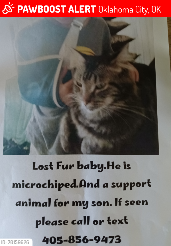 Lost Male Cat last seen Near nw 82nd St Oklahoma City ok , Oklahoma City, OK 73114