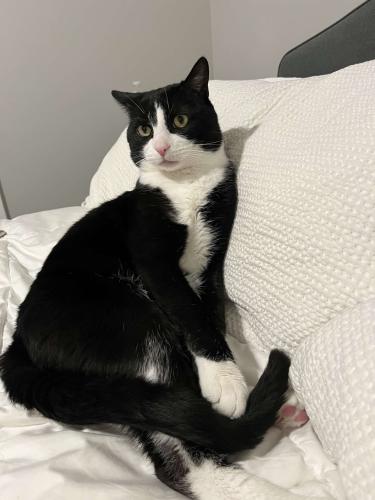 Lost Male Cat last seen Near front porch ave, Charlotte, nc, Mint Hill, NC 28227