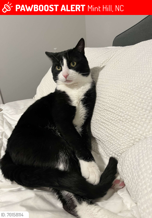 Lost Male Cat last seen Near front porch ave, Charlotte, nc, Mint Hill, NC 28227
