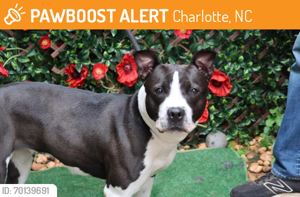 Shelter Stray Female Dog last seen CHARLOTTE, Charlotte, NC 28217