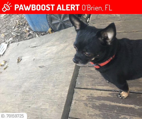 Lost Male Dog last seen Tennessee , O'Brien, FL 32071