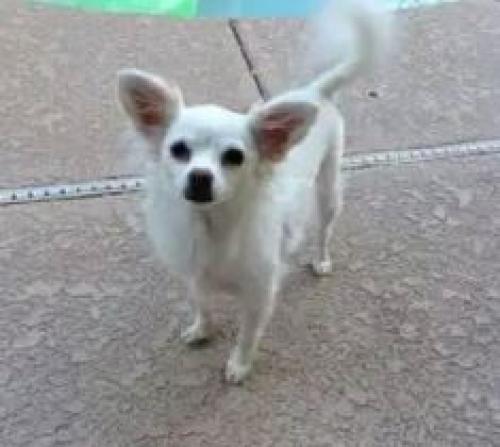 Lost Female Dog last seen Flagler and 97th across Wendys, Miami, FL 33174