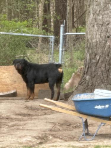 Lost Male Dog last seen Hwy 70 and  Pleasent avenue , Durham, NC 27703
