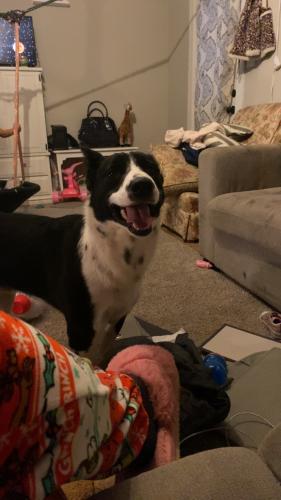 Lost Male Dog last seen Crewdson drive, Bowling Green, KY 42101
