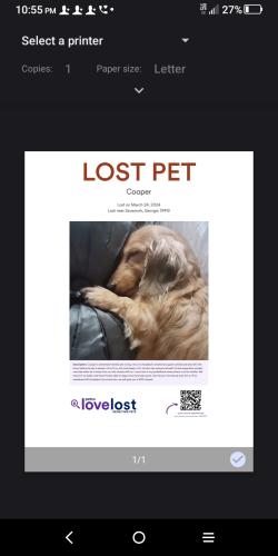 Lost Male Dog last seen Middleground road and Tibet are , Savannah, GA 31419