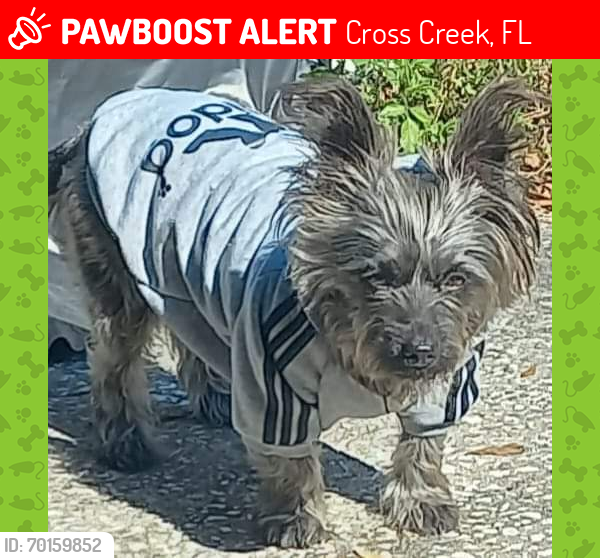 Lost Female Dog last seen SE 174TH PL & CR 325, Cross Creek, FL 32640