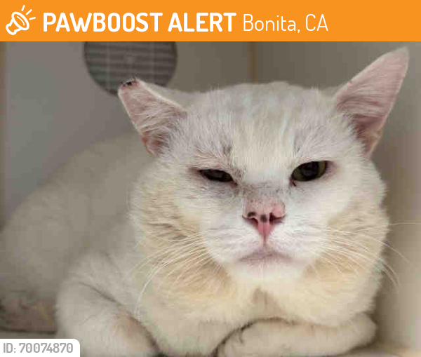 Shelter Stray Male Cat last seen TAVERN RD, Bonita, CA 91902