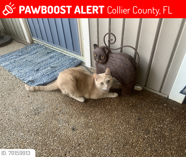 Lost Male Cat last seen 68th Ave NE & Everglades Blvd , Collier County, FL 34120