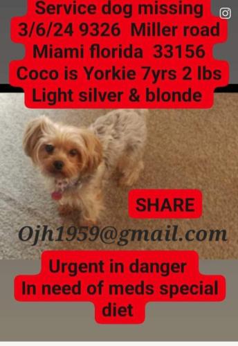 Lost Female Dog last seen Miller road, Miami, FL 33131