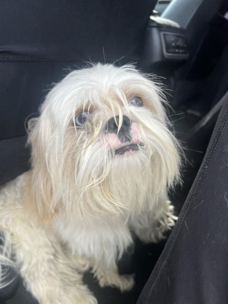 Shelter Stray Male Dog last seen Cincinnati, OH 45205, Cincinnati, OH 45223