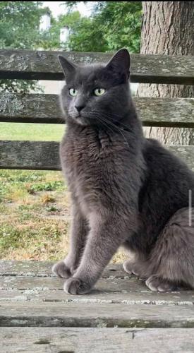 Lost Male Cat last seen Newburyport High School, Newburyport, MA 01950