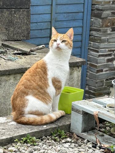 Lost Male Cat last seen Near eastern avenue , Cornwall, England PL14 3TD