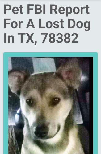 Lost Male Dog last seen Tivoli 239, Rockport, TX 78382