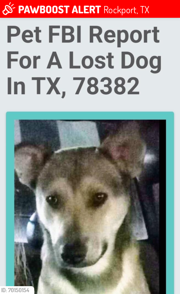 Lost Male Dog last seen Tivoli 239, Rockport, TX 78382
