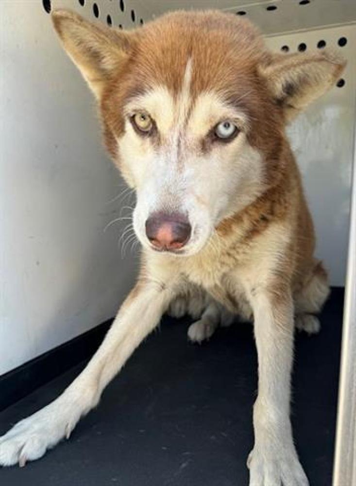 Shelter Stray Female Dog last seen Near BLK RUSHCUTTERS BAY DR. BAKERSFIELD, CA, Bakersfield, CA 93307