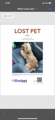 Lost Female Dog last seen Our lady of Guadalupe, Lindenwold, NJ 08021