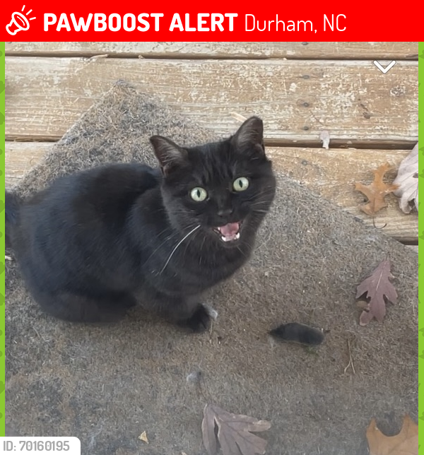 Lost Female Cat last seen Target at Durham-chapel hill Blvd, Westgate, Durham, NC 27707