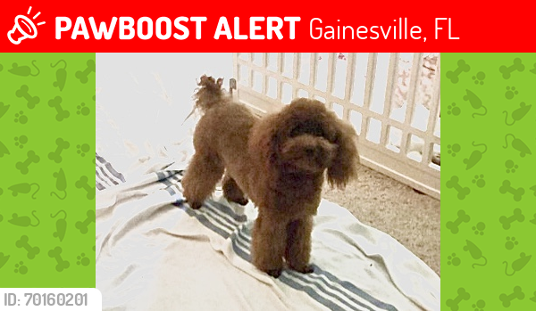 Lost Female Dog last seen 55th Blvd & 25th Terr in Northwood Pines, Gainesville, FL 32653