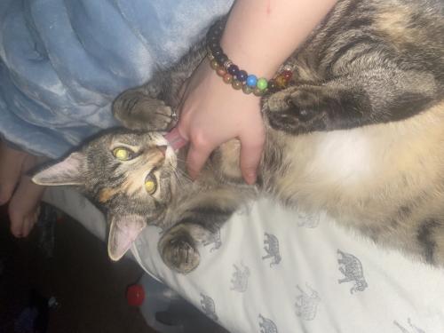 Lost Female Cat last seen Skating rink , bowling alley, marathon gas station 17th st , Bloomington, IN 47404