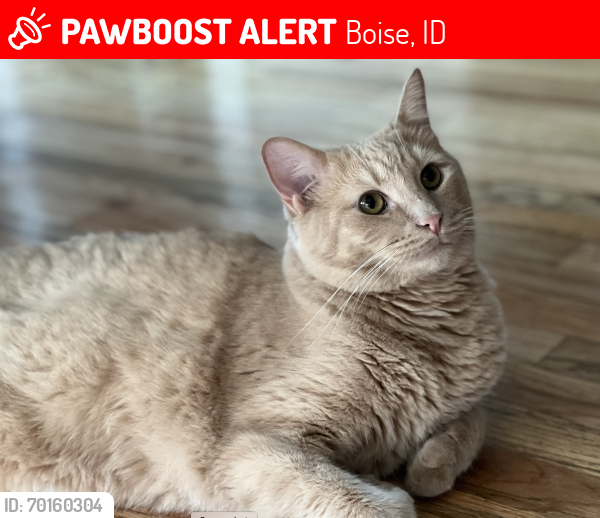 Lost Male Cat last seen Collister Dr & Quail Ridge, Boise, ID 83703