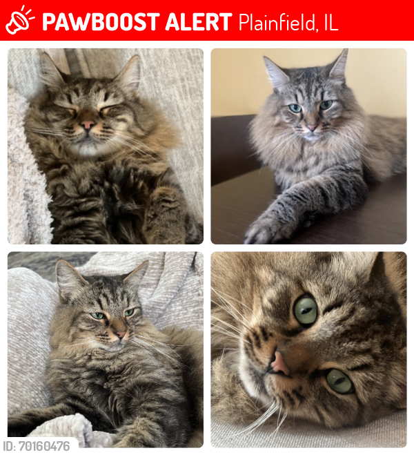 Lost Male Cat last seen West lock port and Drauden (Willow Run Subdivision), Plainfield, IL 60544