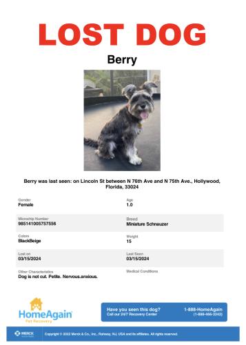 Lost Female Dog last seen Jonson street, Pembroke Ave, university , Hollywood, FL 33024