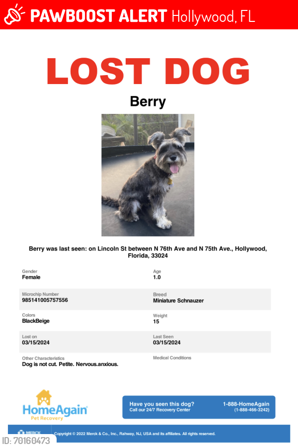 Lost Female Dog last seen Jonson street, Pembroke Ave, university , Hollywood, FL 33024