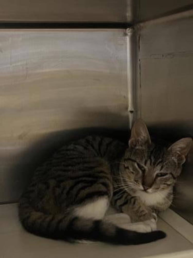 Shelter Stray Male Cat last seen Near Pascagoula Dr, 70810, LA, Baton Rouge, LA 70820
