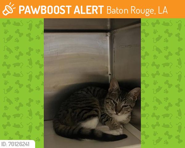 Shelter Stray Male Cat last seen Near Pascagoula Dr, 70810, LA, Baton Rouge, LA 70820