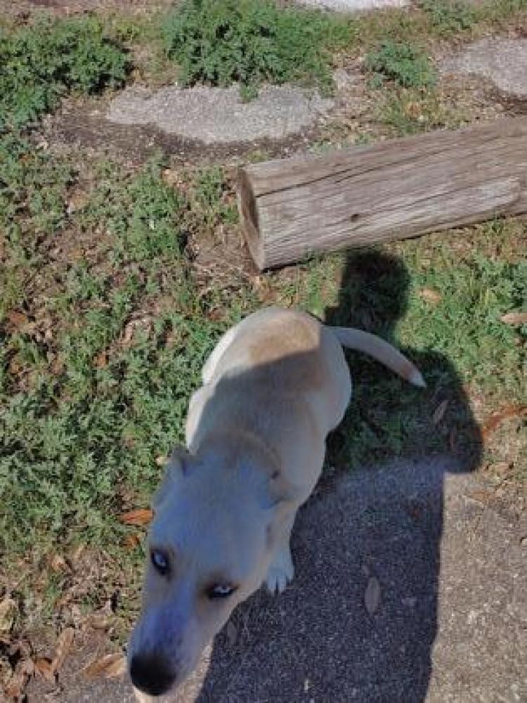 Shelter Stray Female Dog last seen San Antonio, TX 78228, San Antonio, TX 78229