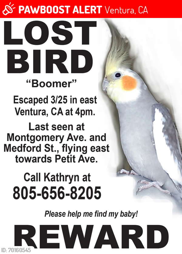 Lost Male Bird last seen Medford Place, flying east towards Petit Ave. and the Chumash Park, Ventura, CA 93004