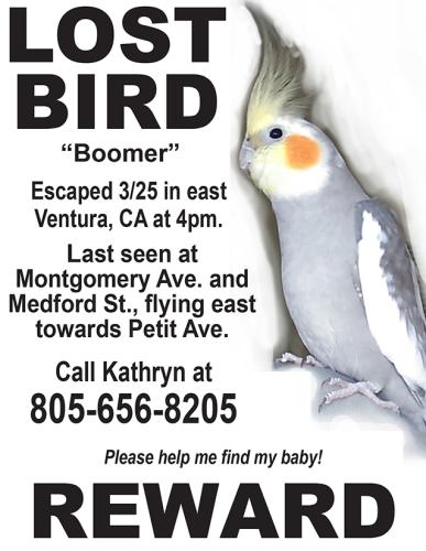 Lost Male Bird last seen Medford Place, flying east towards Petit Ave. and the Chumash Park, Ventura, CA 93004
