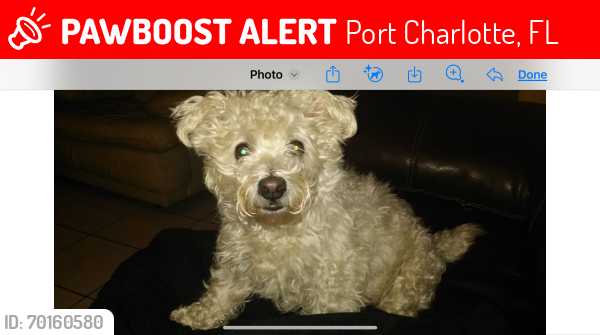 Lost Male Dog last seen Near starlite lane, Port Charlotte, FL 33952