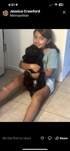 Lost Female Dog last seen Clarisse/meredith, Tucson, AZ 85741
