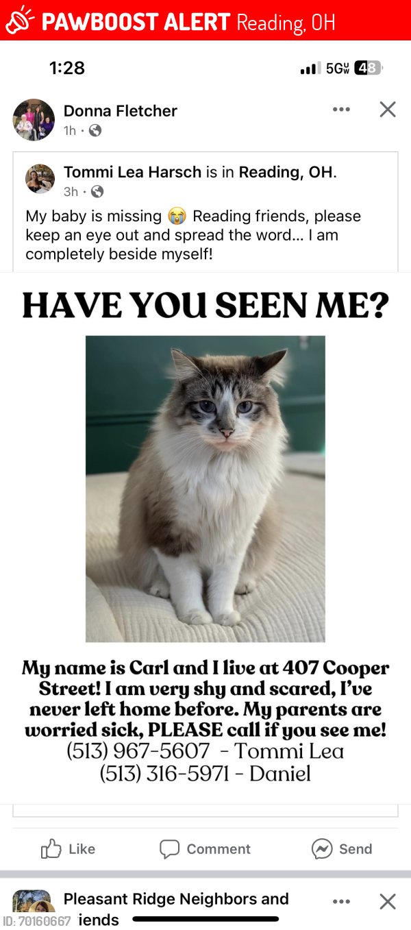 Lost Male Cat last seen Serendipity preschool, Reading, OH 45215