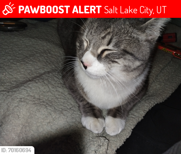 Lost Male Cat last seen Redwood road 3500 south, Salt Lake City, UT 84119